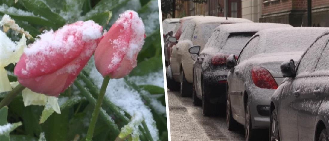 Πασχαλινό χιόνι στο Βέλγιο (εικόνες)