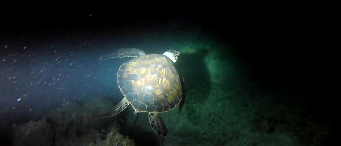 Θαλάσσιες χελώνες: ρεκόρ από φωλιές στην Ελλάδα το 2020