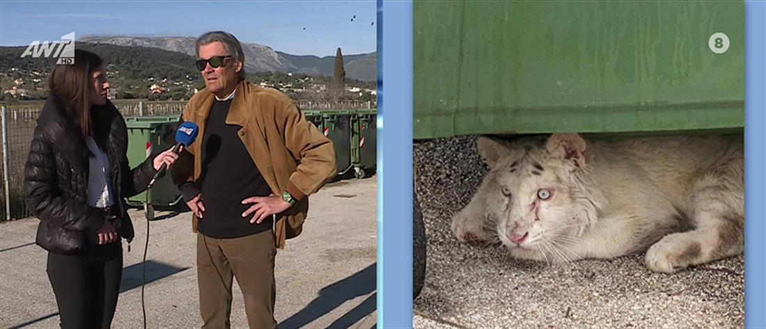 Εγκατέλειψαν τιγράκι σε κάδο έξω από το Αττικό Ζωολογικό Πάρκο (εικόνες)