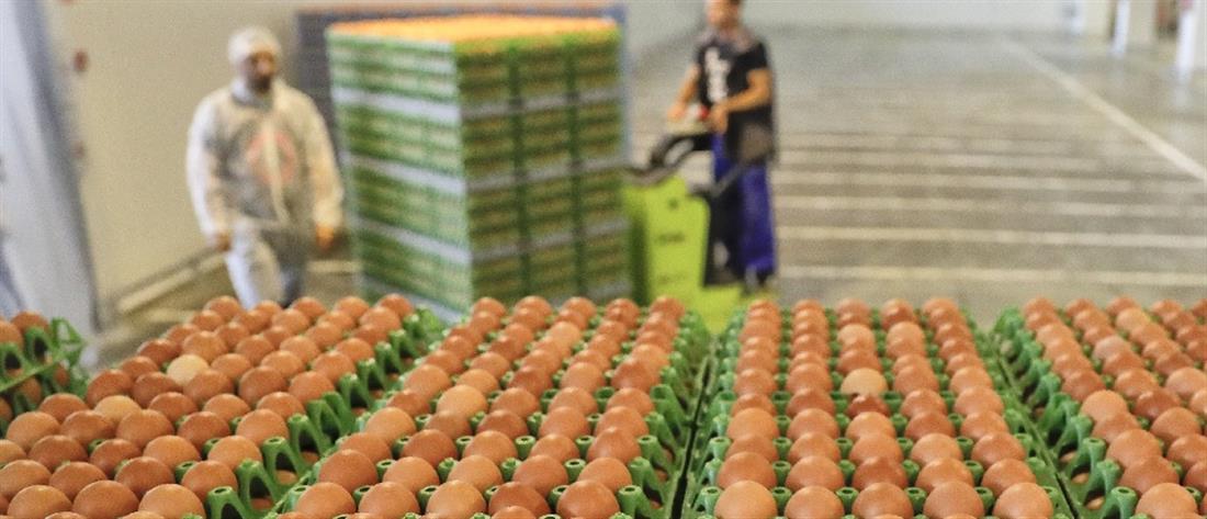 Χιλιάδες “ελληνοποιημένα”... αβγά εντόπισε το ΣΔΟΕ 