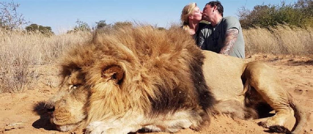Οργή για το παθιασμένο φιλί μπροστά στο λιοντάρι που σκότωσαν (εικόνες)
