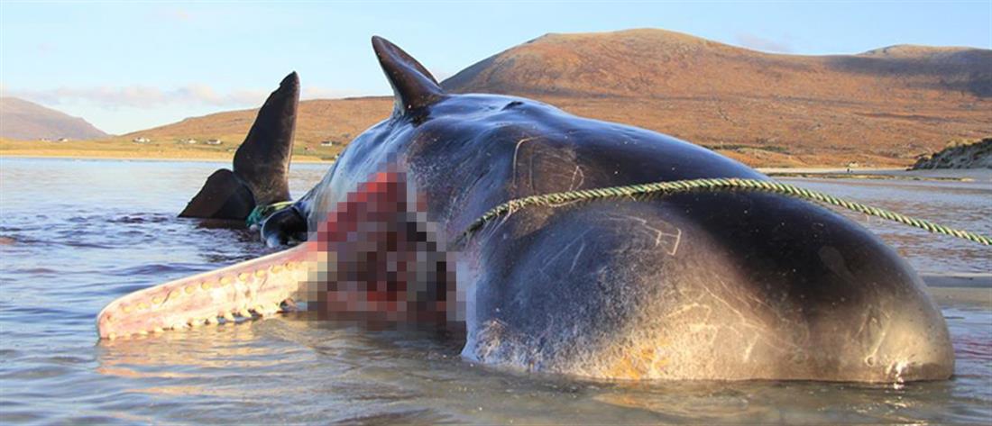 Φάλαινα ξεβράστηκε με 100 κιλά σκουπίδια στο στομάχι της (εικόνες- σοκ)