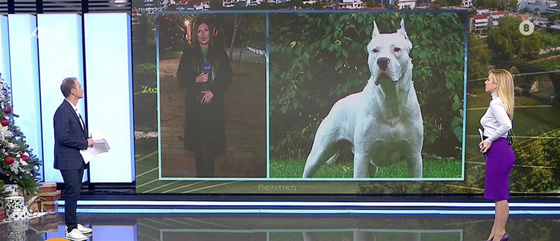 Κεφαλάρι: Σκύλος Ντόγκο Αρτζεντίνο κατασπάραξε κοκόνι 