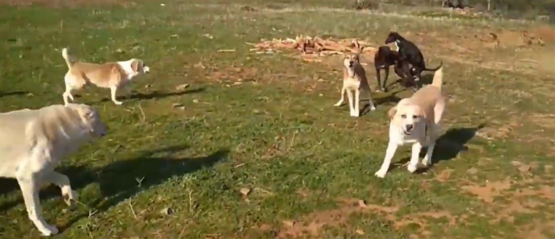 Ελούντα: Αγέλη σκύλων επιτέθηκε σε οικογένεια τουριστών