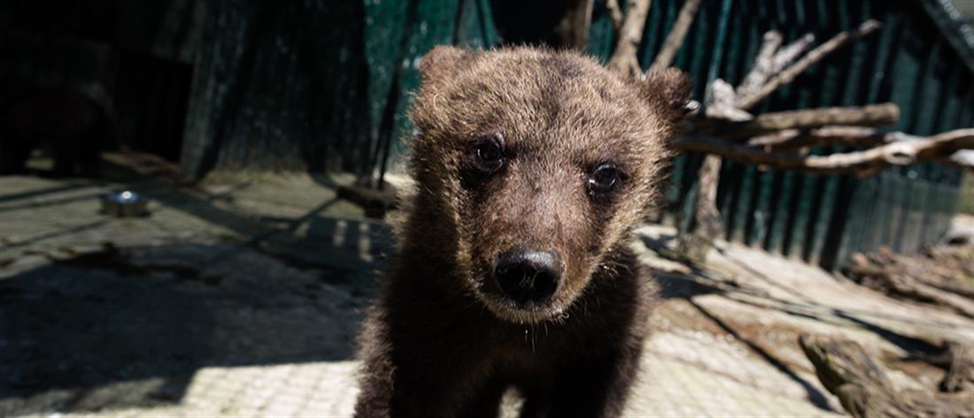 Καστοριά: Αρκουδάκι εγκλωβίστηκε σε αγροικία
