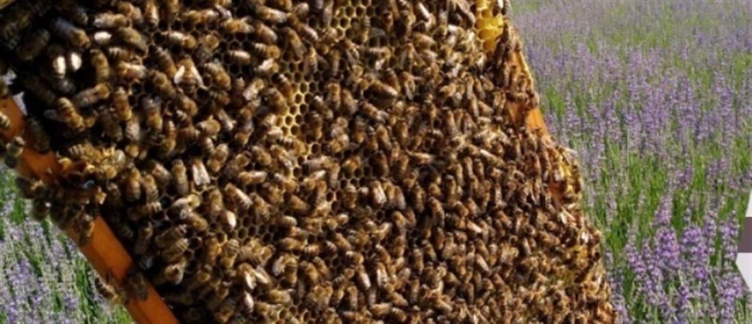 “Χτύπησε” και τις μέλισσες η κλιματική αλλαγή