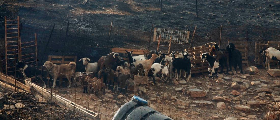 Ευλογιά των προβάτων - Θεσσαλονίκη: Κρούσμα σε μονάδα με εκατοντάδες ζώα