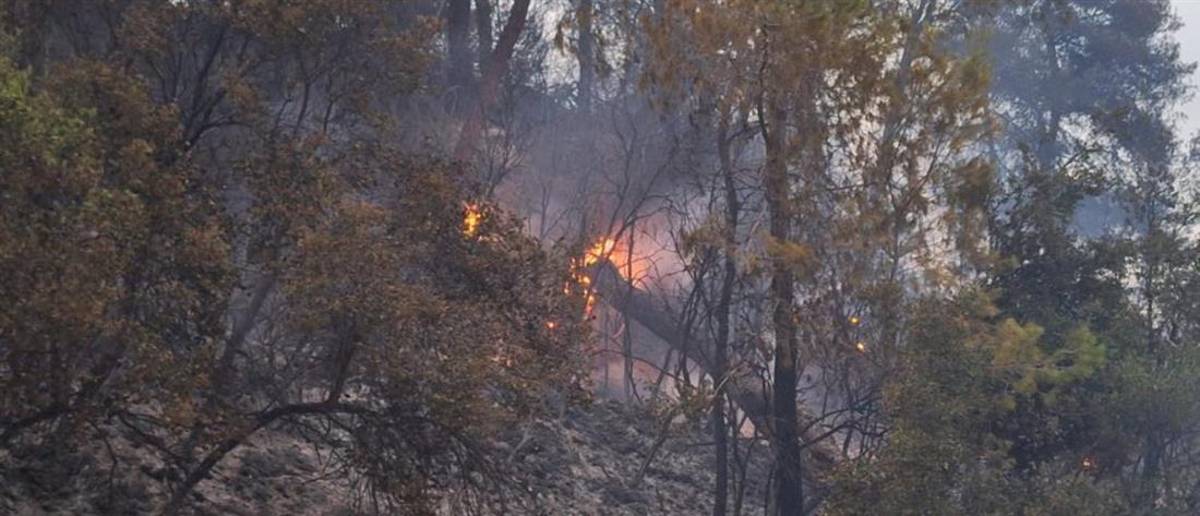 Φωτιά στην Αμαλιάδα: Σύμμαχος των πυροσβεστών η βροχή - Η κατάσταση της υγείας του πυροσβέστη που τραυματίστηκε 
