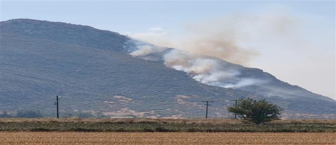 Φάρσαλα: Σε εξέλιξη φωτιά στο όρος Σούρλα (εικόνες)