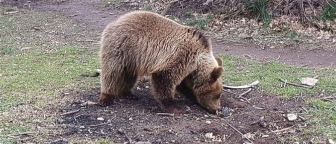 Καναδάς: Αρκούδα επιτέθηκε σε ομάδα μαθητών στα δυτικά της χώρας - Δύο άτομα σε κρίσιμη κατάσταση