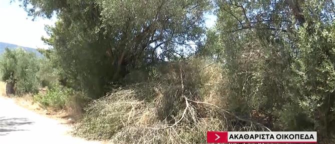 Ακαθάριστα οικόπεδα στην καρδιά του καλοκαιριού - Χιλιάδες οι καταγγελίες