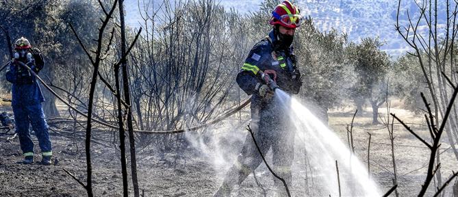 Χαλκιδική: Πυρκαγιά ξέσπασε σε χαμηλή βλάστηση