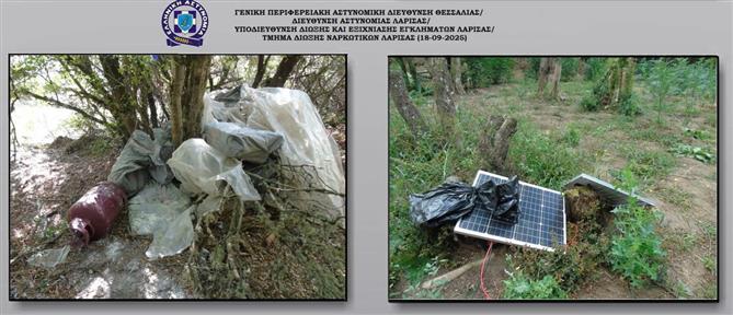 Λάρισα: Εντοπίστηκαν πάνω από 5.000 δενδρύλλια κάνναβης