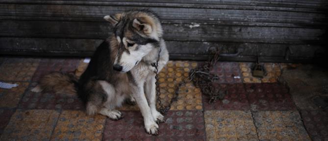 Καστοριά: Σκύλος επιτέθηκε σε ανήλικη