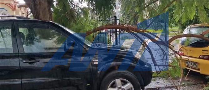 Πάτρα - κακοκαιρία: Ζημιές από πτώσεις δέντρων (εικόνες)
