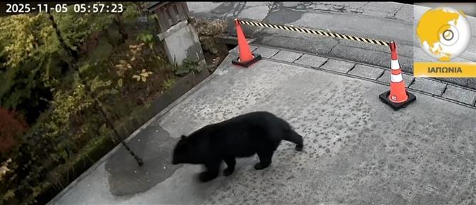 Συναγερμός στην Ιαπωνία: Στους δρόμους ο στρατός για τις αρκούδες