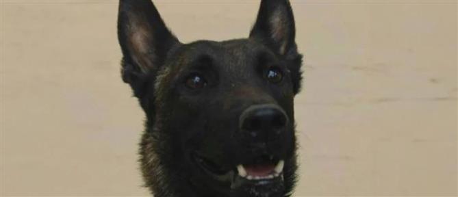 «Έφυγε» από τη ζωή ο Echo, ο σκύλος που είχε εντοπίσει τη σορό του Μπάμπη Κούτσικου - "Του αφαίρεσαν τη ζωή"