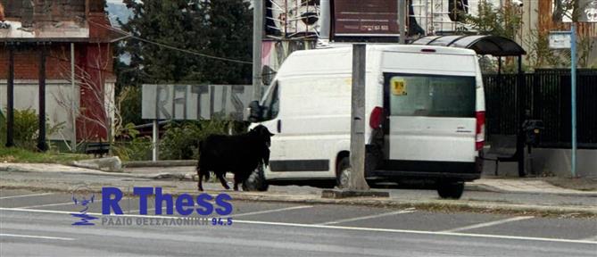 Θεσσαλονίκη: ΙΧ έπεσε πάνω...σε κατσίκι