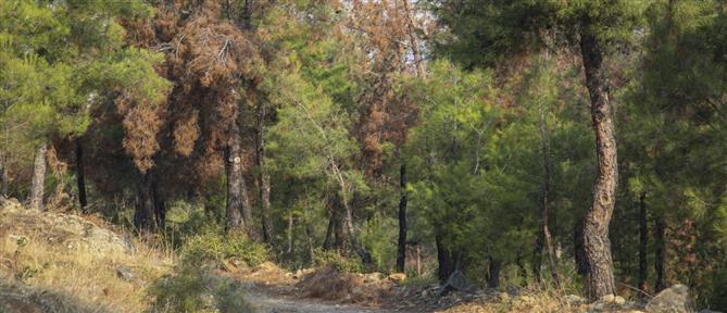 Θεσσαλονίκη: Ελεύθερος ο 51χρονος που έσφαξε αρνί στο Σέιχ Σου για να τιμήσει έθιμο