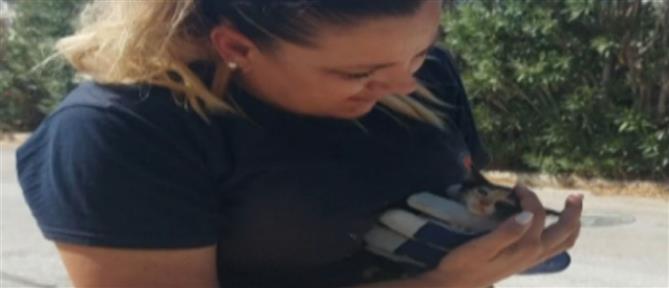 Βούλα: Υπάλληλοι του δήμου έσωσαν γατάκι που είχε πέσει σε φρεάτιο