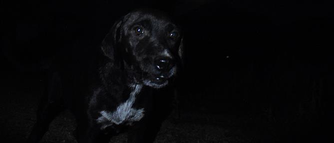 Κακοποίηση ζώων - Θεσσαλονίκη: Καταδικάστηκε άνδρας που πυροβόλησε με αεροβόλο αδέσποτο σκύλο