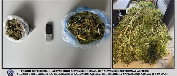 Λάρισα: Έκλεισε την επιχείρηση του και καλλιεργούσε χασισόδεντρα