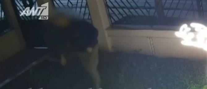 Θεσσαλονίκη: Ατζαμής κλέφτης αρπάζει στολίδια και λαμπάκια από αυλές σπιτιών (βίντεο)