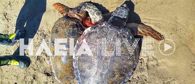 Ηλεία: Πυροσβέστες διέσωσαν χελώνες Caretta caretta που μπλέχτηκαν σε δίχτυα ψαράδων (βίντεο)
