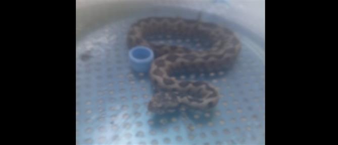 Μαρούσι: Βρέθηκε οχιά μέσα σε κτήριο