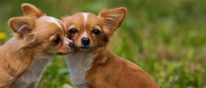 Θεσσαλονίκη: Άγνωστος πέταξε σε κάδο σκυλάκι που περίμενε έξω από σουπερμαρκετ