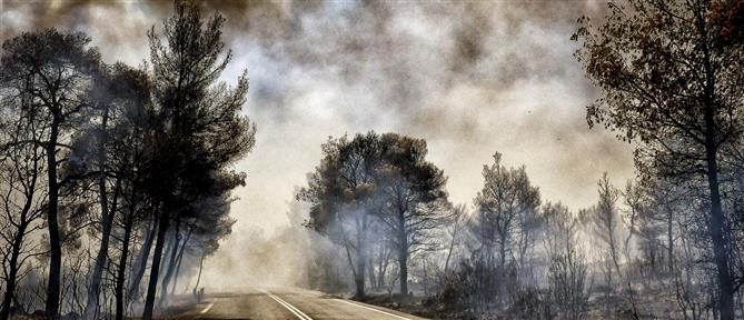 Φωτιά στο Σοφικό: Βελτιωμένη η εικόνα της πυρκαγιάς - Υπάρχουν διάσπαρτες εστίες (εικόνες)