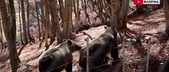 Άγρια ζώα σε πόλεις και χωριά: Λύκοι, αλεπούδες και αγριογούρουνα όλο και πιο συχνά σε κατοικημένες περιοχές