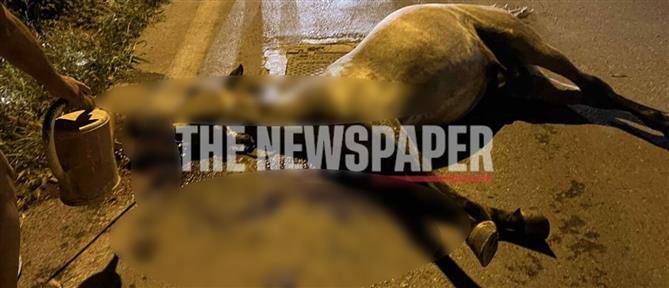 Σοβαρό τροχαίο στον Βόλο: Αυτοκίνητο συγκρούστηκε με άλογο (εικόνες)
