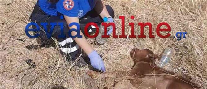 Φωτιά στην Εύβοια: Εθελοντές έσωσαν νεογέννητο μοσχαράκι (βίντεο)