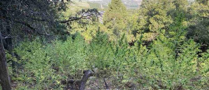Λαμία: Εντοπίστηκε φυτεία με 567 δενδρύλλια κάνναβης που φτάνουν μέχρι και τα τρία μέτρα (εικόνες)