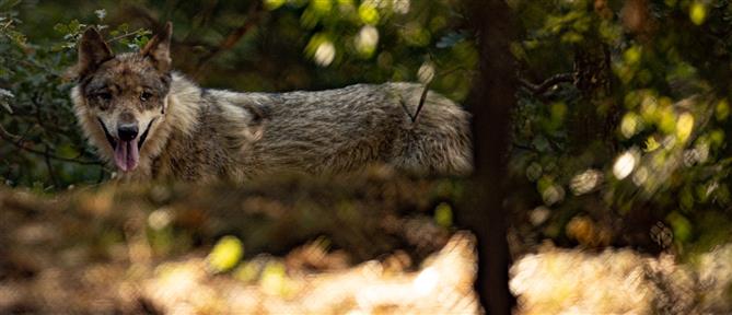 Καρδίτσα: Λύκος μπήκε σε ποιμνιοστάσιο και σκότωσε 20 πρόβατα και αρνιά (εικόνες)