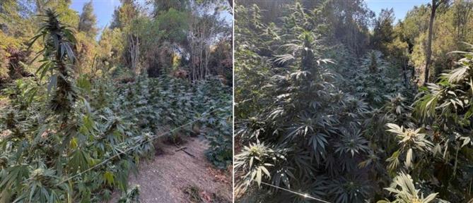 Φθιώτιδα: 36χρονος άνδρας επιτέθηκε σε αστυνομικούς που έκαναν έφοδο στην χασισοφυτεία του