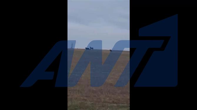 Ξάνθη: Αγέλη λύκων πέρασε μπροστά από εκκλησία χωριού (βίντεο)