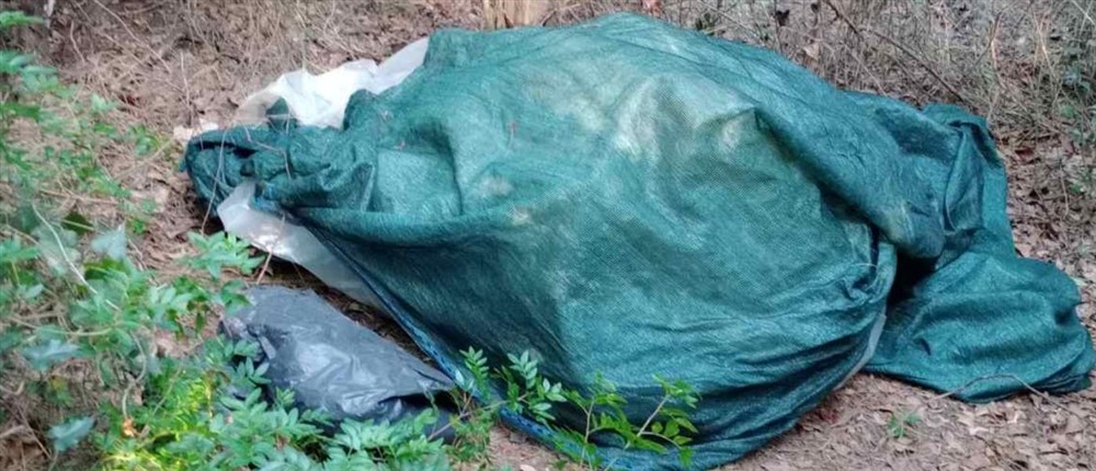 φυτεία δενδρυλλίων κάνναβης φυτεία δενδρυλλίων κάνναβης