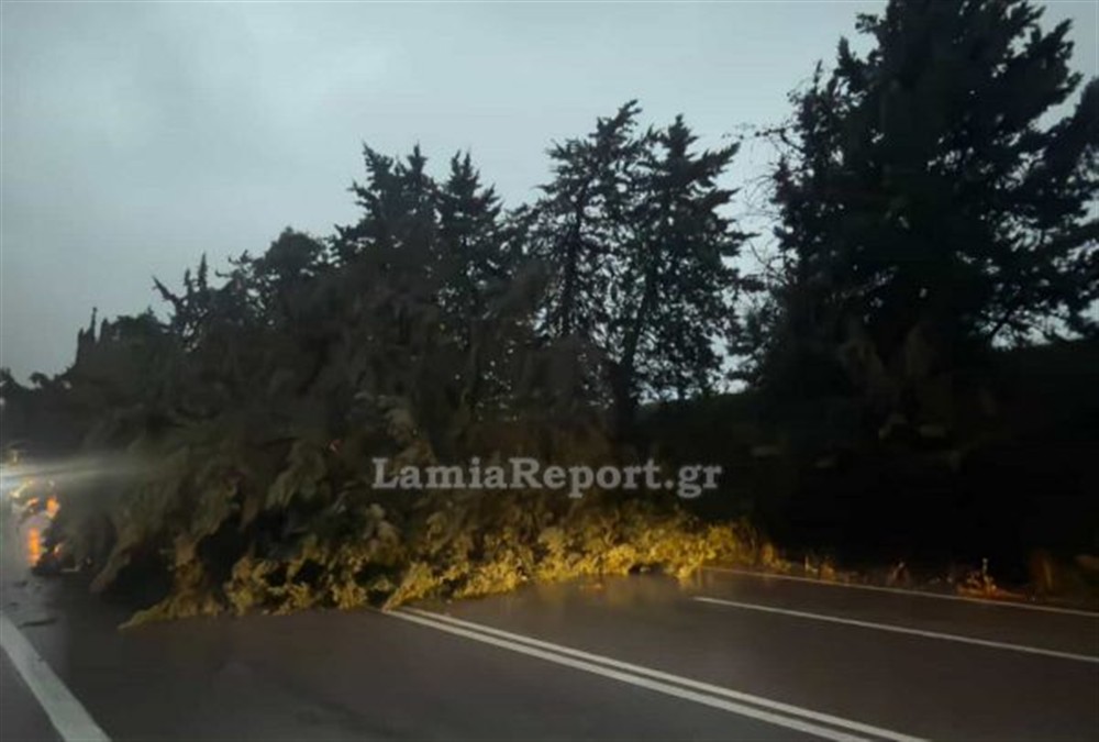 λαμια - πτωση δεντρων λαμια - πτωση δεντρων
