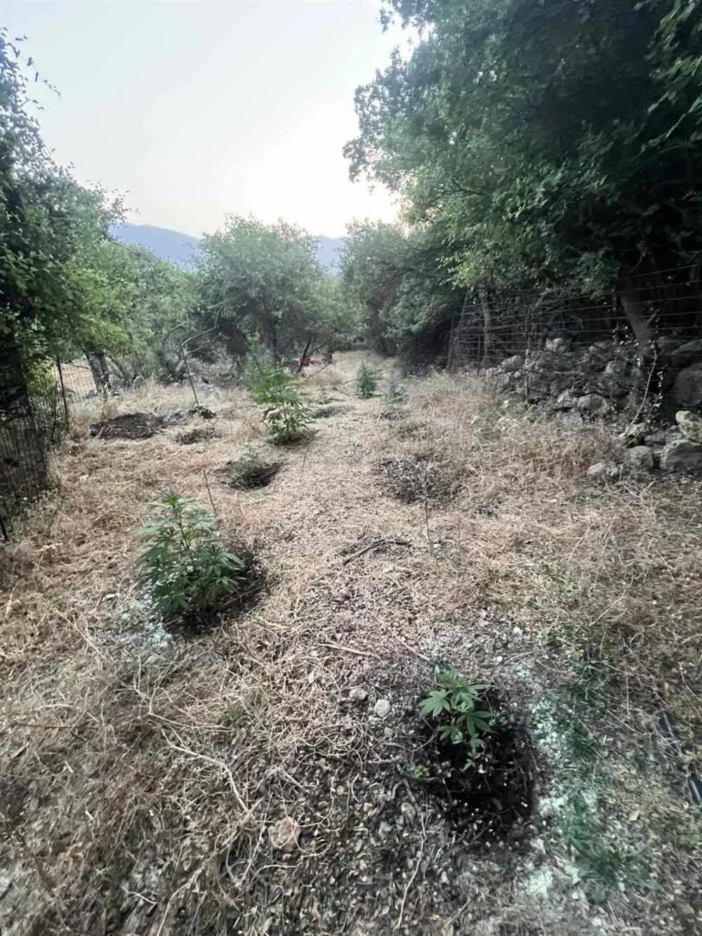 κάνναβη - Ρέθυμνο κάνναβη - Ρέθυμνο