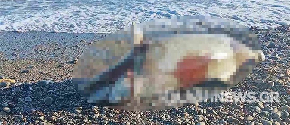 Χανία - δελφίνι