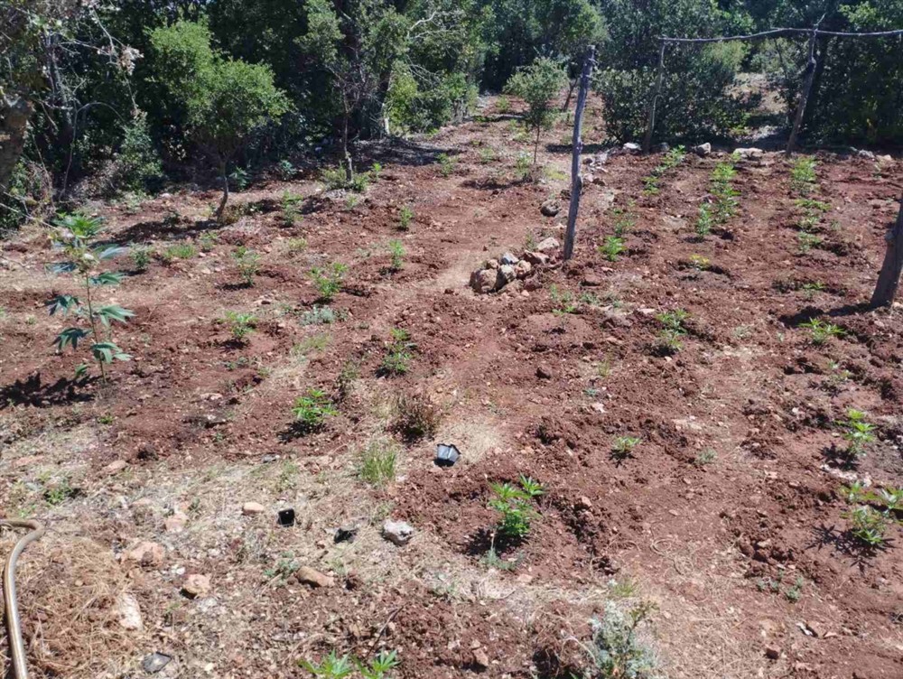 φυτεία - κάνναβη - Αρκαδία φυτεία - κάνναβη - Αρκαδία