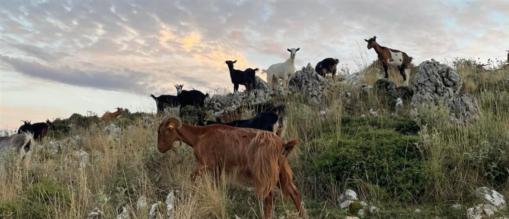 Συναγερμός στις Σέρρες: Νέο κρούσμα ευλογιάς προβάτων σε μονάδα στη Σιντική