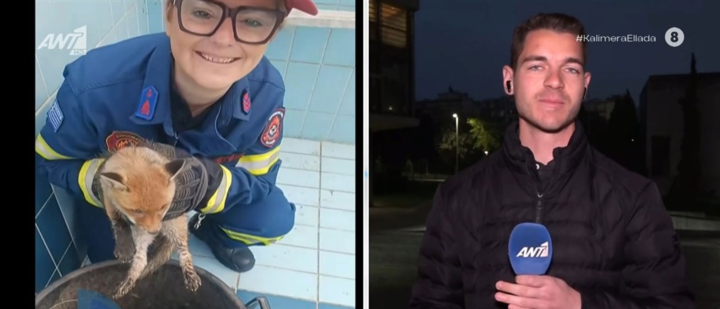 Θεσσαλονίκη: Αλεπουδάκια βρέθηκαν σε πισίνα σπιτιού