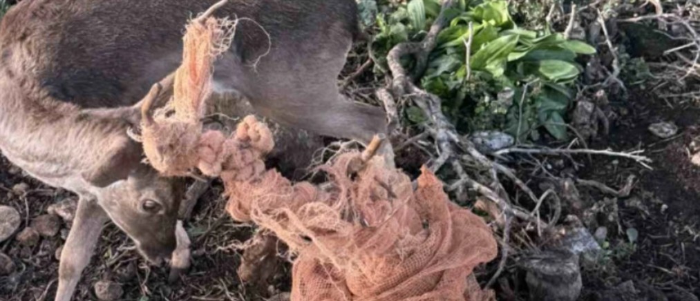 Ρόδος: Εναερίτες του ΔΕΔΔΗΕ έσωσαν παγιδευμένο ελάφι (βίντεο)