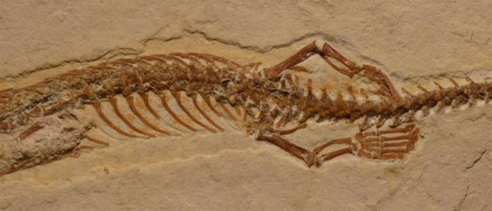 Κίνα: Βρέθηκαν δεκάδες άγνωστα είδη ζώων που επιβίωσαν από μαζική εξαφάνιση