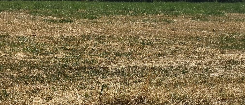Νέα Μανωλάδα: Κρατούσαν σε ένα δωμάτιο 8 αλλοδαπούς για να δουλέψουν ως εργάτες γης