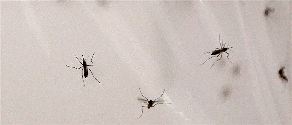 Ιός Δυτικού Νείλου: Συνεχίζεται η διασπορά στην Αττική – Τα μέτρα προστασίας που συστήνει ο ΙΣΑ