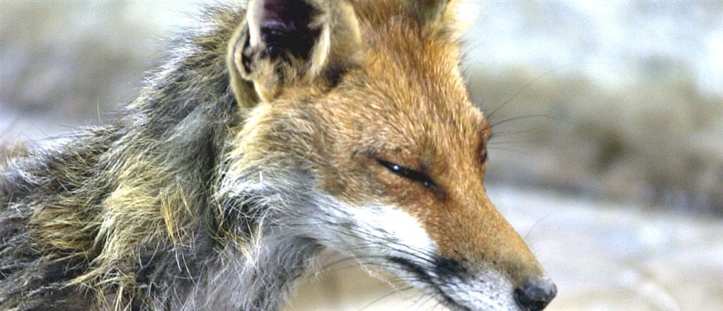 Πότε ξεκινάει ο αντιλυσσικός εμβολιασμός των ζώων της άγριας πανίδας